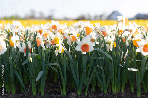Beautiful springtime scene with blooming white and yellow daffodils. South Holland, Netherlands 