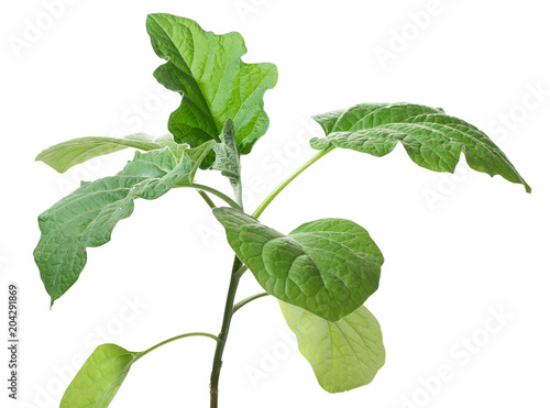 A seedling of an eggplant isolated  on a white background photo