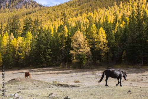 Horses grazing on the lawn in the Altai Mountains, Russia.
