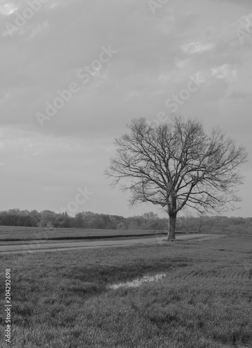 Tree in B&W field