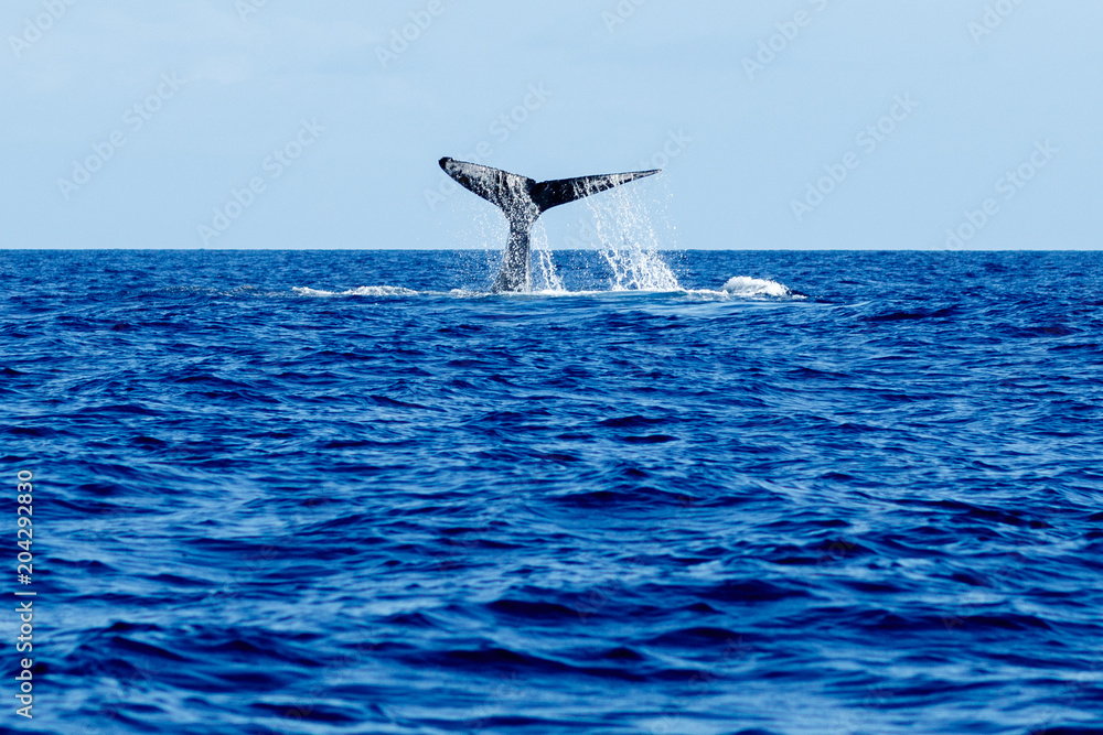Fototapeta premium Humpback whale tail slapping.