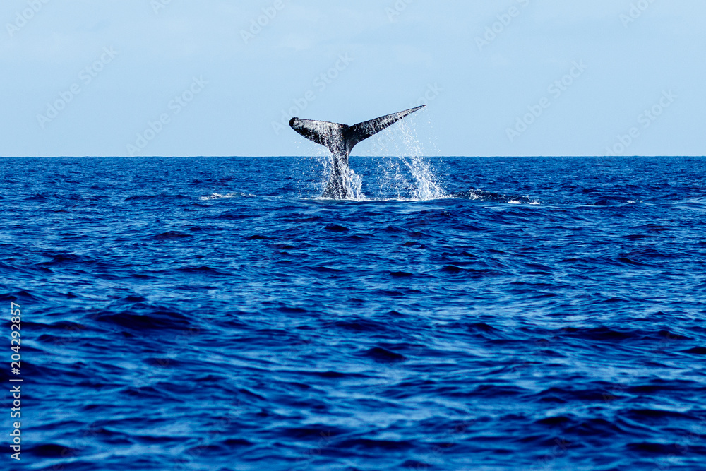 Fototapeta premium Humpback whale tail slapping.