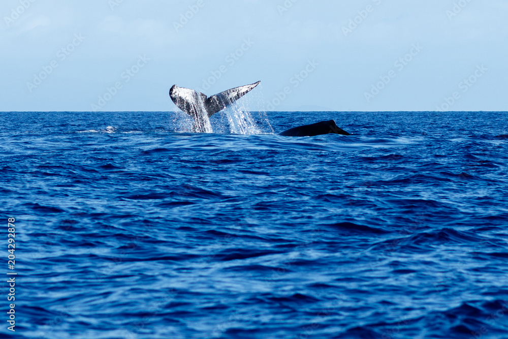 Fototapeta premium Humpback whale tail slapping.