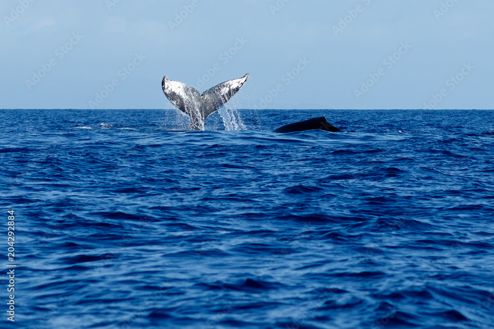 Fototapeta premium Humpback whale tail slapping.