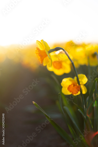Fototapeta Naklejka Na Ścianę i Meble -  Close-up of amazing yellow daffodils in a field at sunset. Soft light