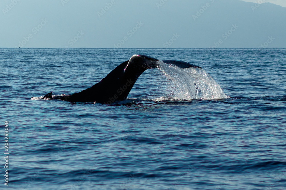 Fototapeta premium Humpback whale tail slapping.