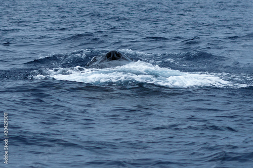 Humpback whale blow hole © davidhoffmann.com