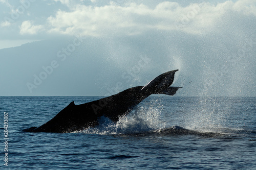 Humpback whale tail slapping.
