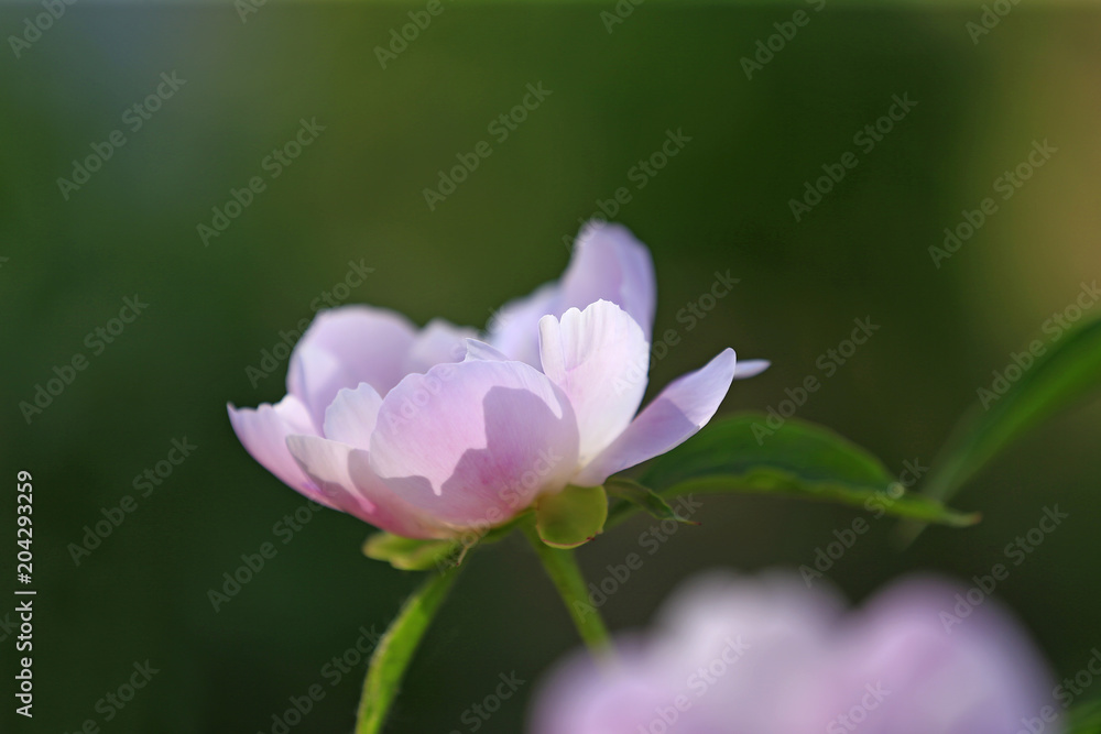 Blooming peony flowers in the park Blooming peony flowers in the park