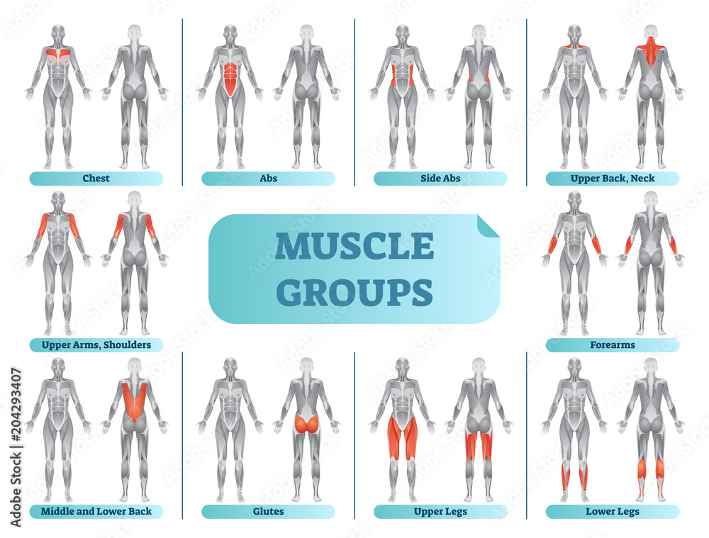 Female muscle groups anatomical fitness vector illustration, sports training informative poster. - obrazy, fototapety, plakaty 