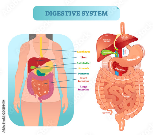 Human digestive system anatomical vector illustration diagram with inner organs.