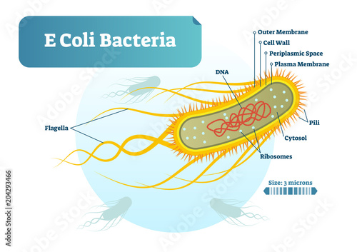 E Coli bacteria micro biological vector illustration cross section labeled diagram. Medical research information poster.