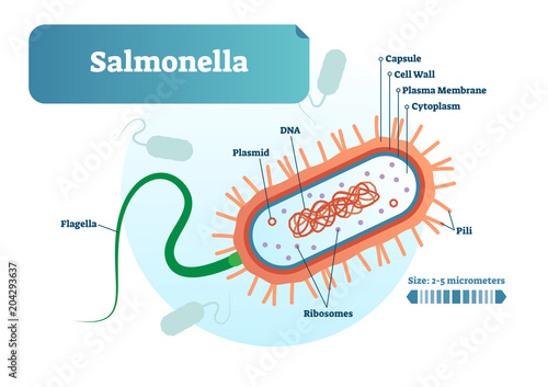 Salmonella bacteria micro biological vector illustration cross section labeled diagram. Medical research information poster.
