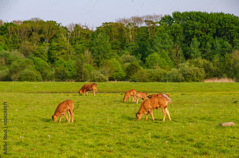 A Herd Of Brown Cows Grazing In The Field A Herd Of Brown Cows Grazing In The Field