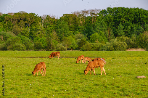 A Herd Of Brown Cows Grazing In The Field