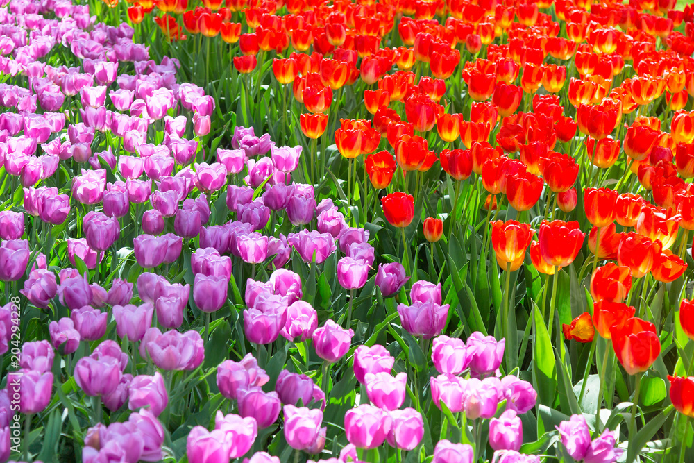 Blooming colorful tulips flowerbed in public flower garden. Popular tourist site. Lisse, Holland, Netherlands. Selective focus. Nature flowers background