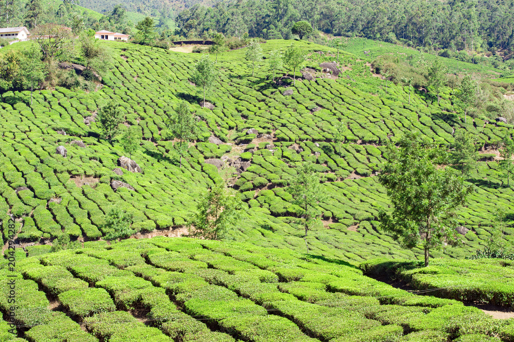 Beautiful expanse of green tea plantations at sunset, grown in terraces on the hills of Darjeeling. India.