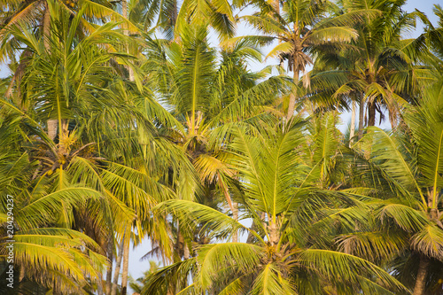 Close-up view of green foliage of coconut trees at sunset on Varkala beach in Kerala state, India.