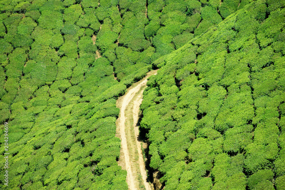 Beautiful expanse of green tea plantations grown in terraces on the hills of Darjeeling. A small dirt road runs through the hills, India. Beautiful expanse of green tea plantations grown in terraces on the hills of Darjeeling. A small dirt road runs through the hills, India.