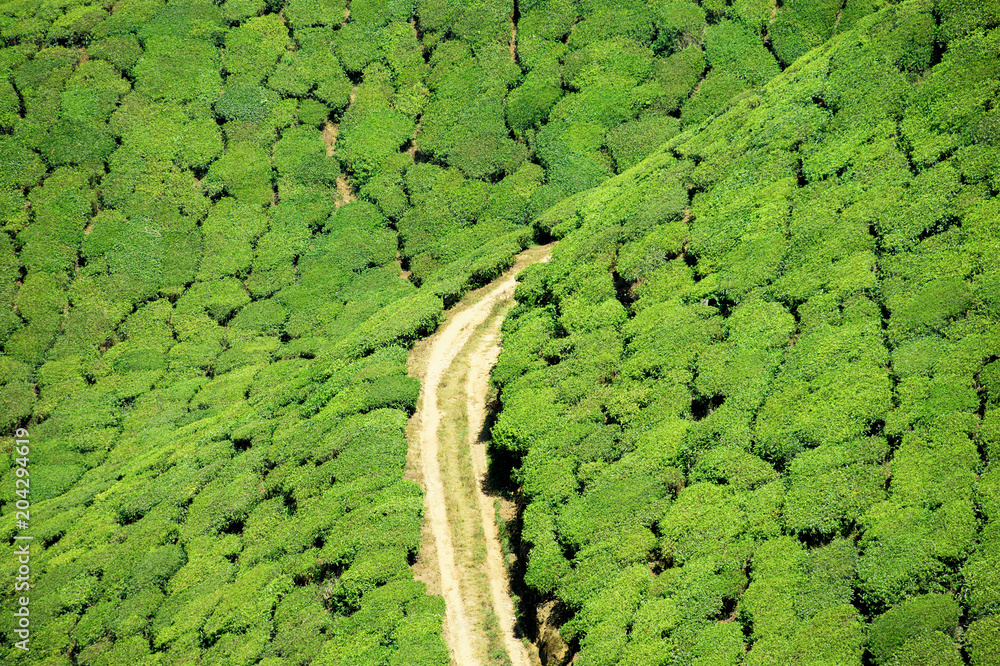 Beautiful expanse of green tea plantations grown in terraces on the hills of Darjeeling. A small dirt road runs through the hills, India.