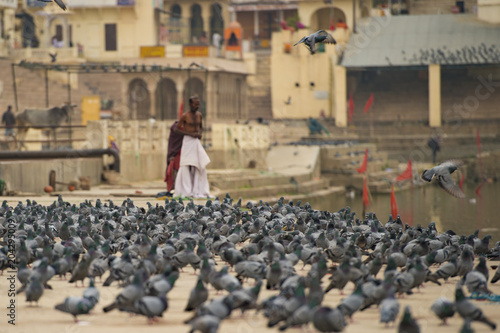 'Selective focus' Thousands of pigeons on a Ghat near the sacred lake of Pushkar, blurred Hindu devote on background. Rajasthan, India.