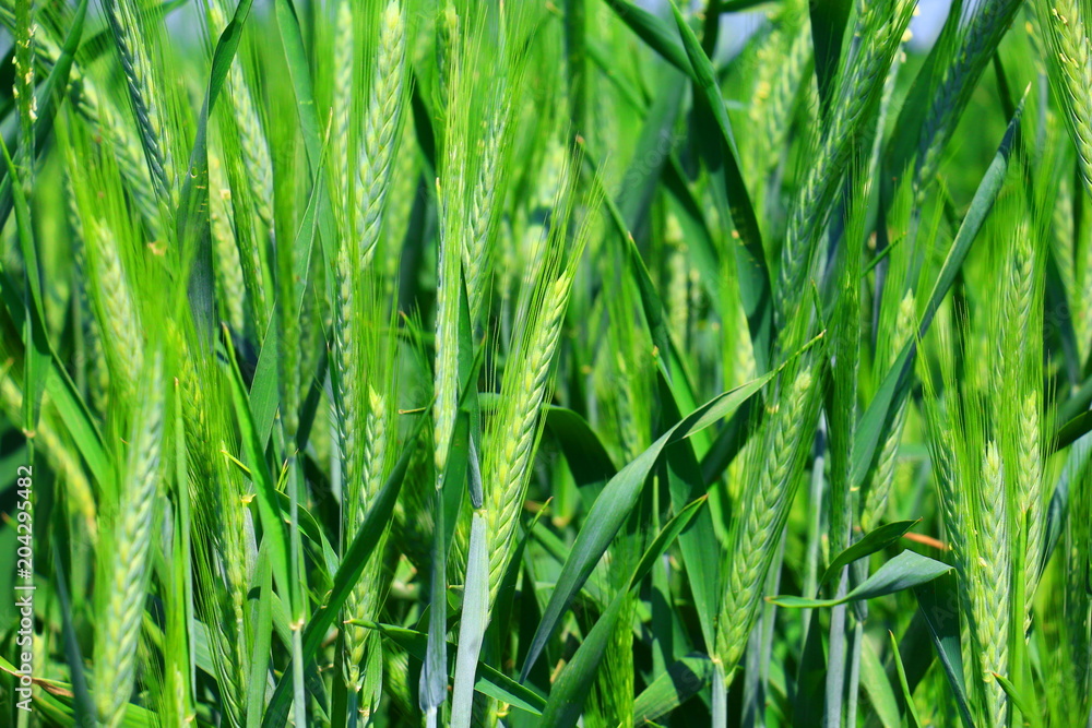 green wheat field background green wheat field background