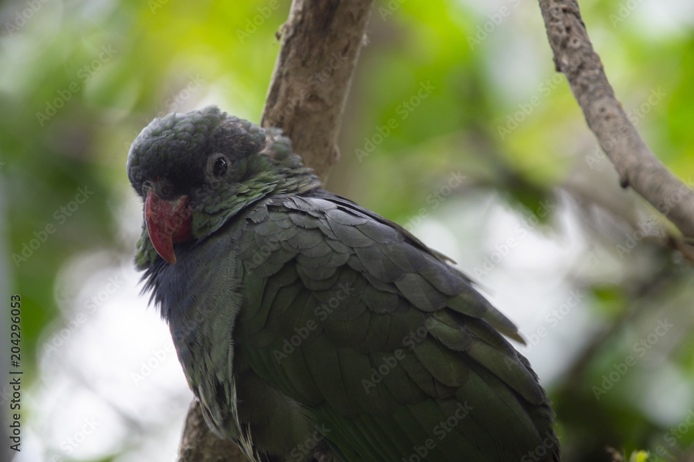 Obraz premium Andean parrot