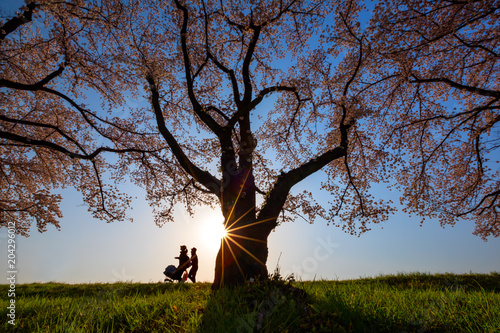 A young family strolls past a large Cherry Blossom tree in full bloom with a sunburst at the end of a Spring day in Tokyo, Japan with green grass and clear skies