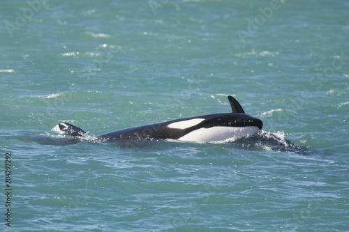 Orca Patagonia Argentina © foto4440