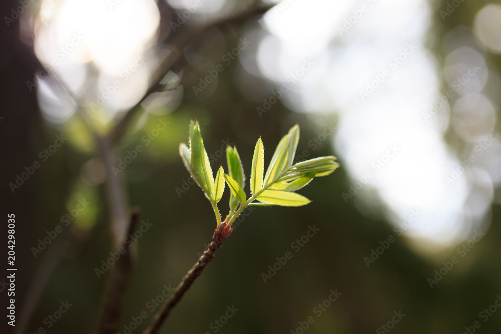 New leaf growing in tree at spring New leaf growing in tree at spring