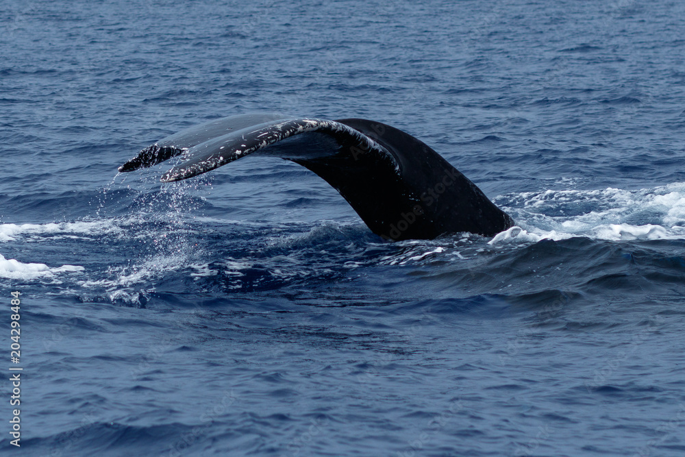 Obraz premium Humpback whale tail fluke.