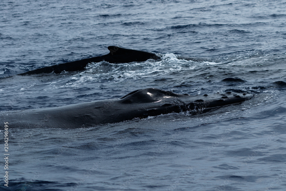 Humpback whales swimming together. Humpback whales swimming together.