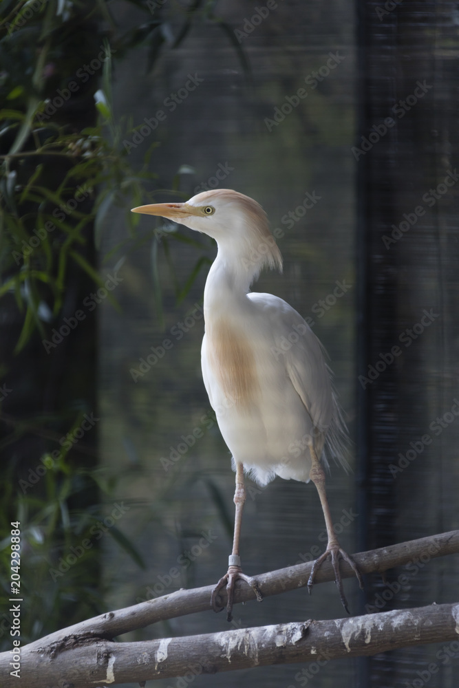 Bird Bird