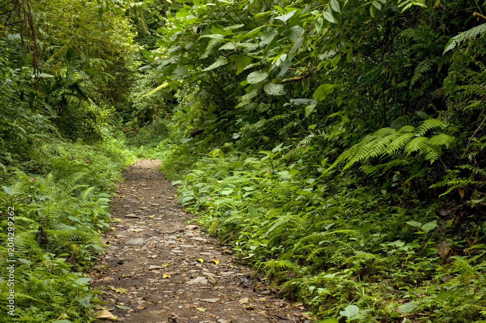 Obraz premium Lush, green foliage surrounds the numerous hiking trails in Monteverde Cloud Forest in Costa Rica.