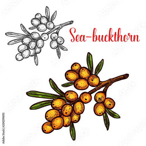 Sea buckthorn vector sketch isolated icon