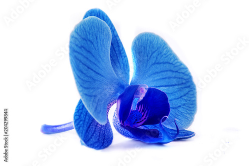 beautiful blue Orchid without background, bright blue Orchid flowers on a white background. photo