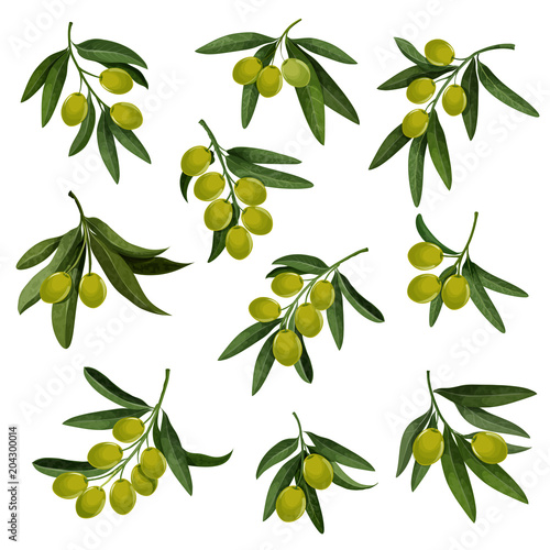 Vector olives icons for extra virgin olive oil
