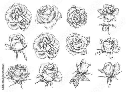Vector flowers roses sketch icons