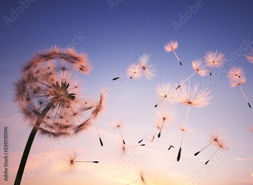 Fototapeta Naklejka Na Ścianę i Meble -  Dandelion seeds in the air