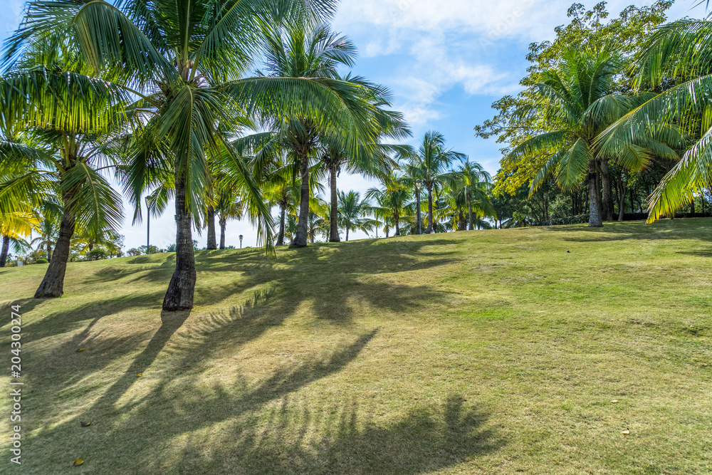 Landscape of green grass field and coconut trees under blue sky