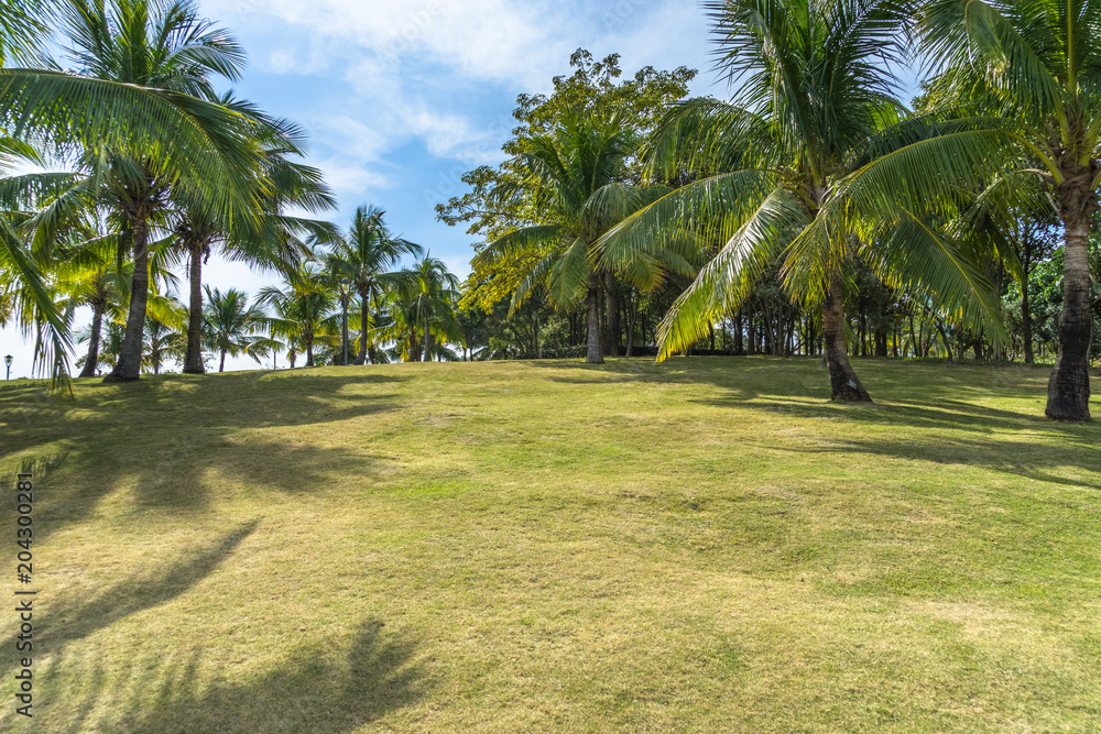 Landscape of green grass field and coconut trees under blue sky