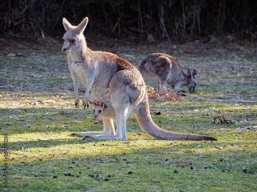Kangaroo with joey in pouch