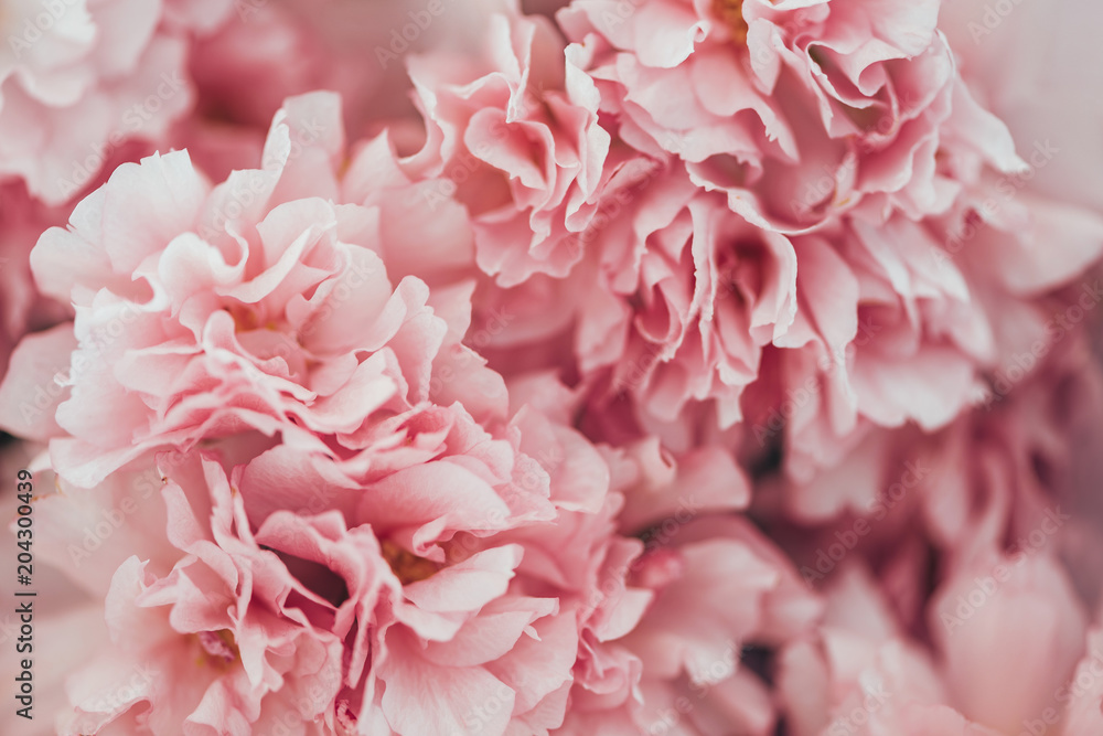 full frame image of pink sakura bloom texture full frame image of pink sakura bloom texture