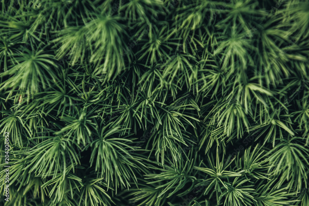 full frame image of pine tree needles background