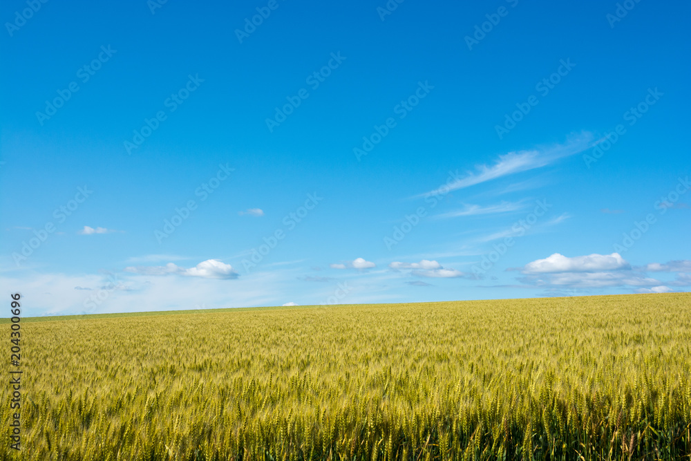 夏の青空とムギ畑