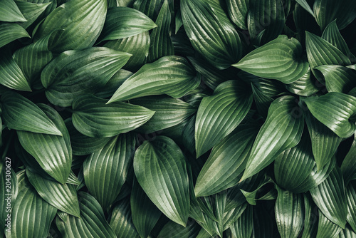 full frame image of hosta leaves background