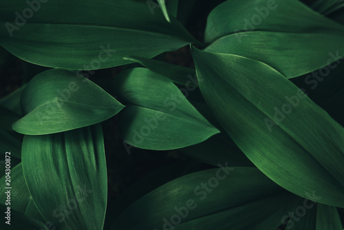 full frame image of plant leaves background