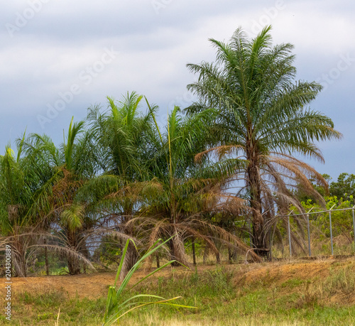 beautiful palm in tropical venezuela