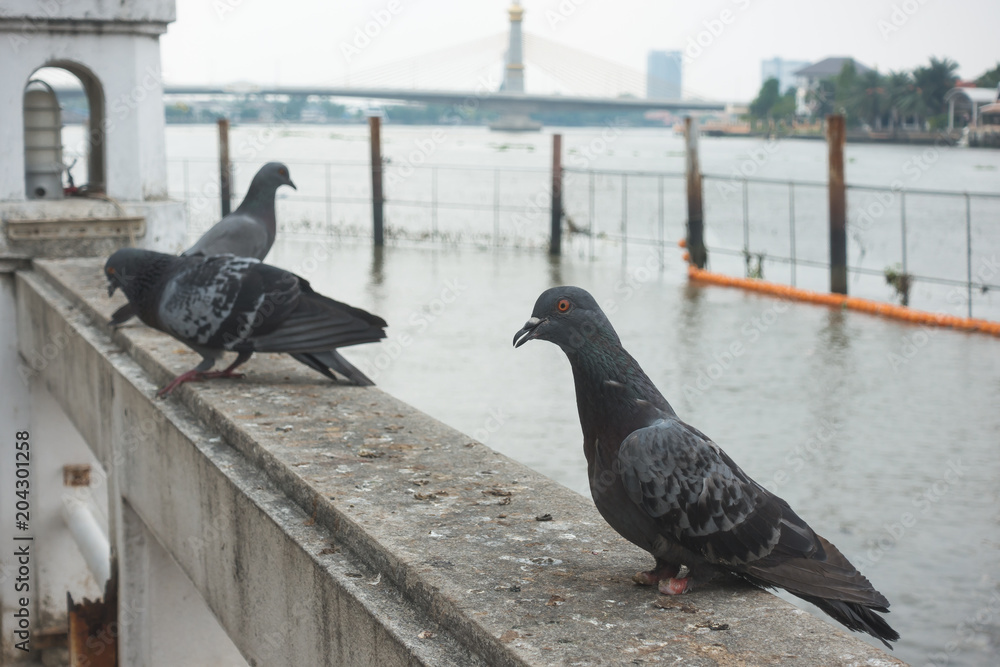 Obraz premium Pigeon legs are not good standing waiting for food.