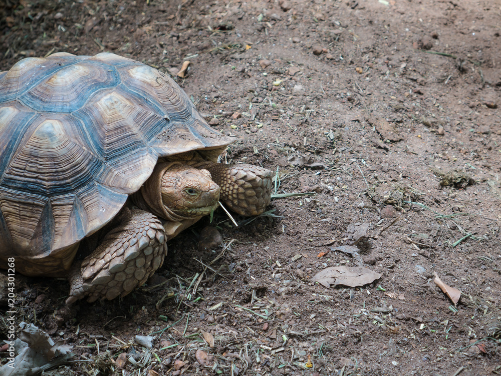 Obraz premium Brown turtles on the soil